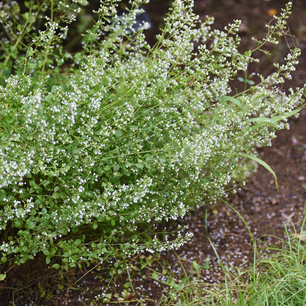 Calamintha nepeta (zaad) - Bergsteentijm