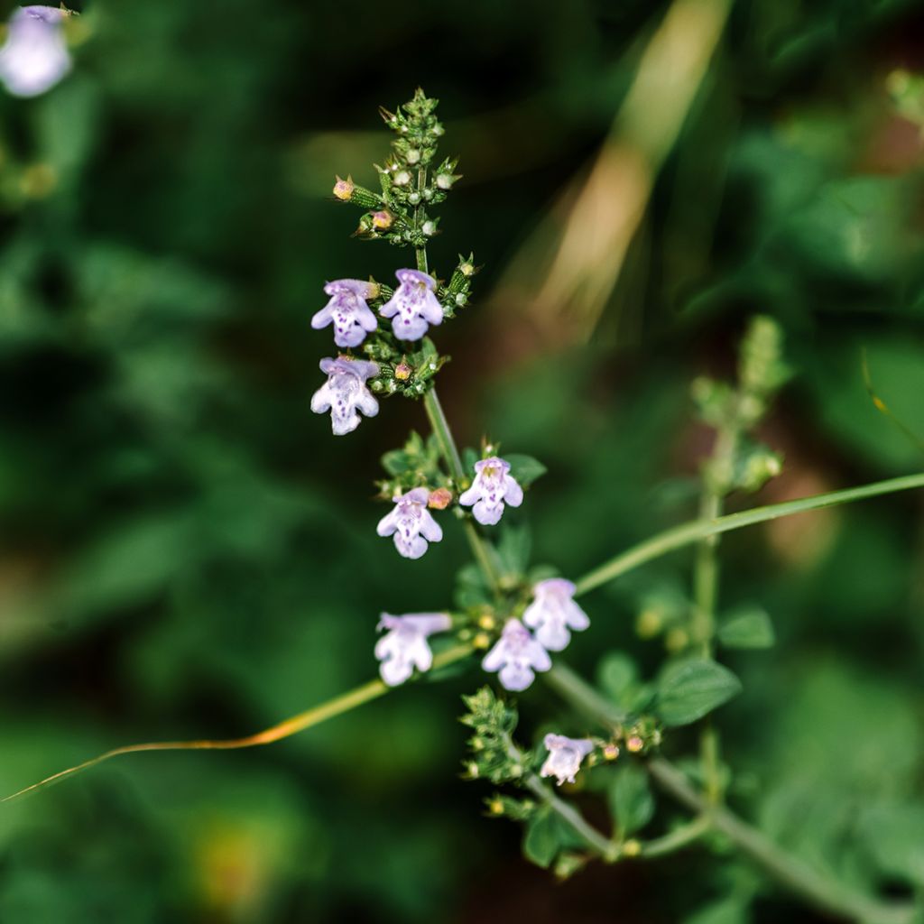 Calamintha nepeta (zaad) - Bergsteentijm