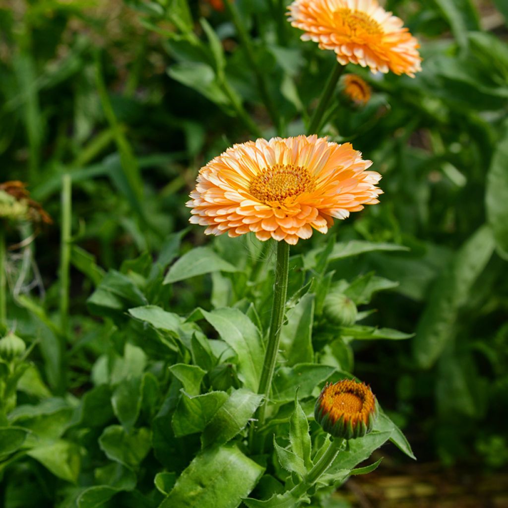 Calendula officinalis Pink Surprise (zaad) - Goudsbloem