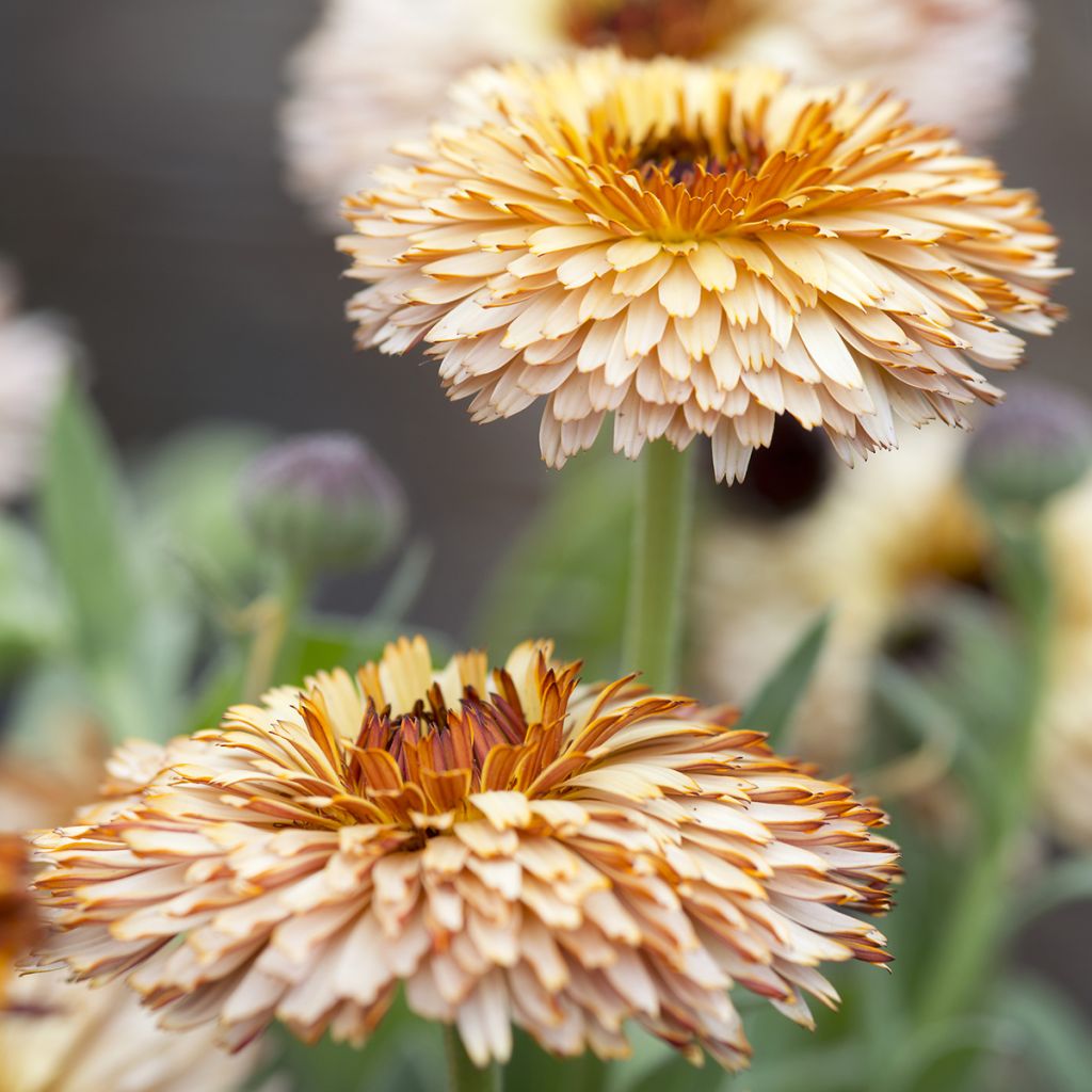 Calendula officinalis Pygmy Buff (zaad) - Goudsbloem