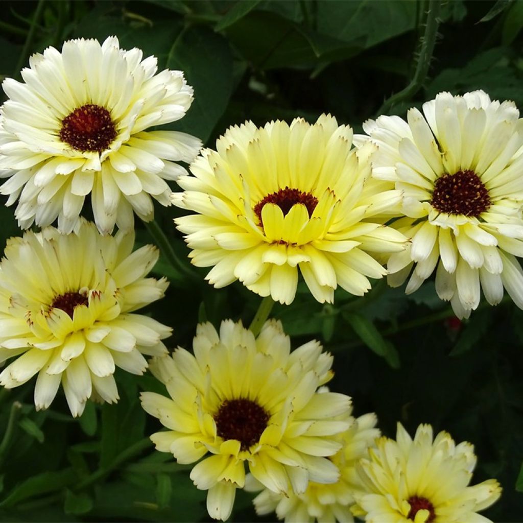 Calendula officinalis Snow Princess (zaad) - Goudsbloem