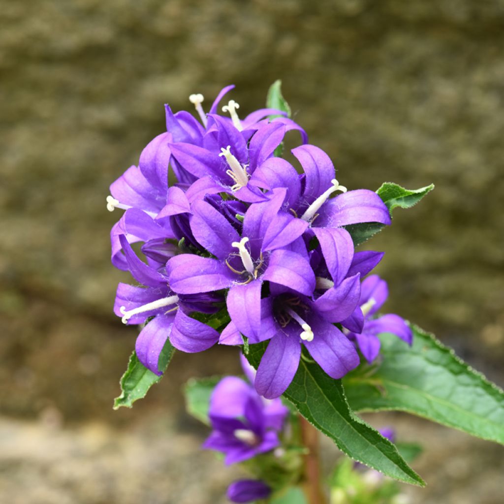 Campanula glomerata Superba (zaad) - Kluwenklokje