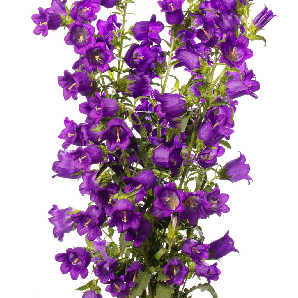 Campanula medium Big Ben Deep Blue (zaad) - Mariëtteklokje