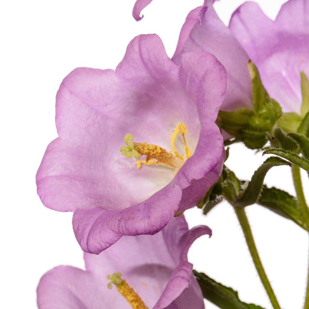 Campanula medium Big Ben Lavender (zaad) - Mariëtteklokje