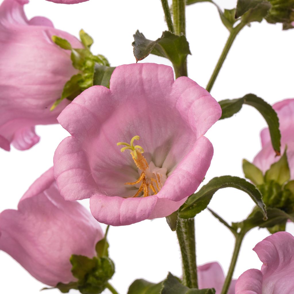 Campanula medium Big Ben Pink (zaad) - Mariëtteklokje