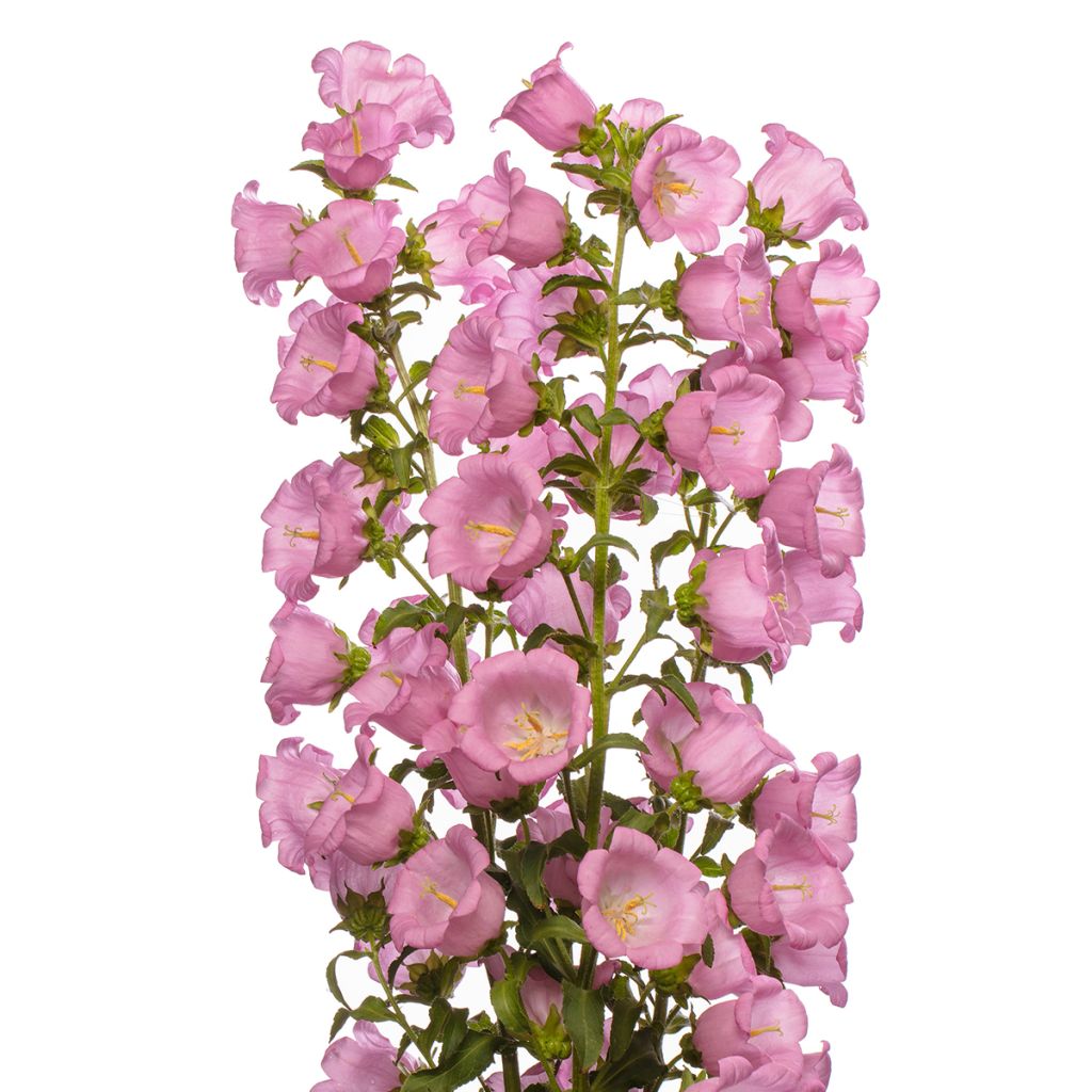 Campanula medium Big Ben Pink (zaad) - Mariëtteklokje