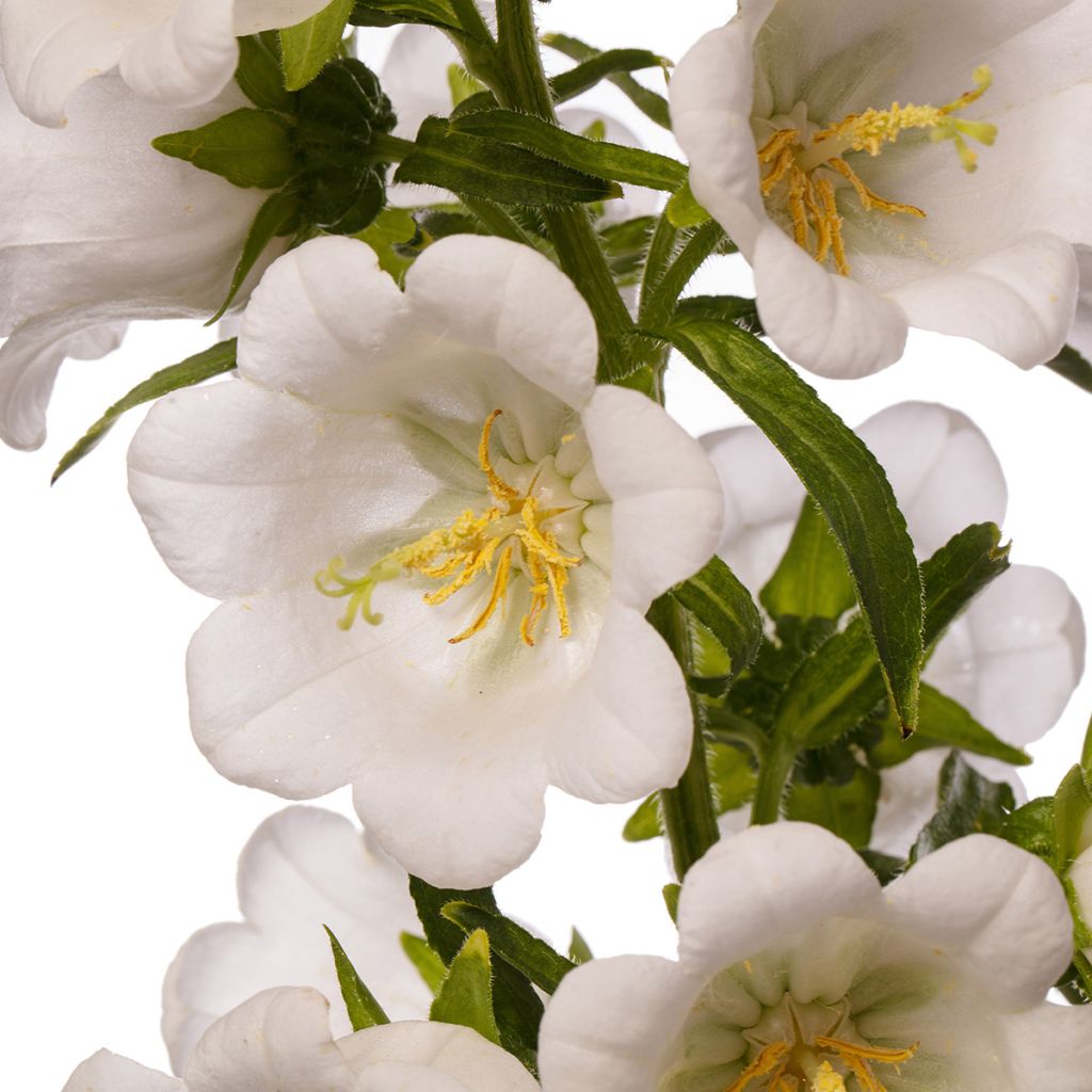 Campanula medium Big Ben White (zaad) - Mariëtteklokje wit