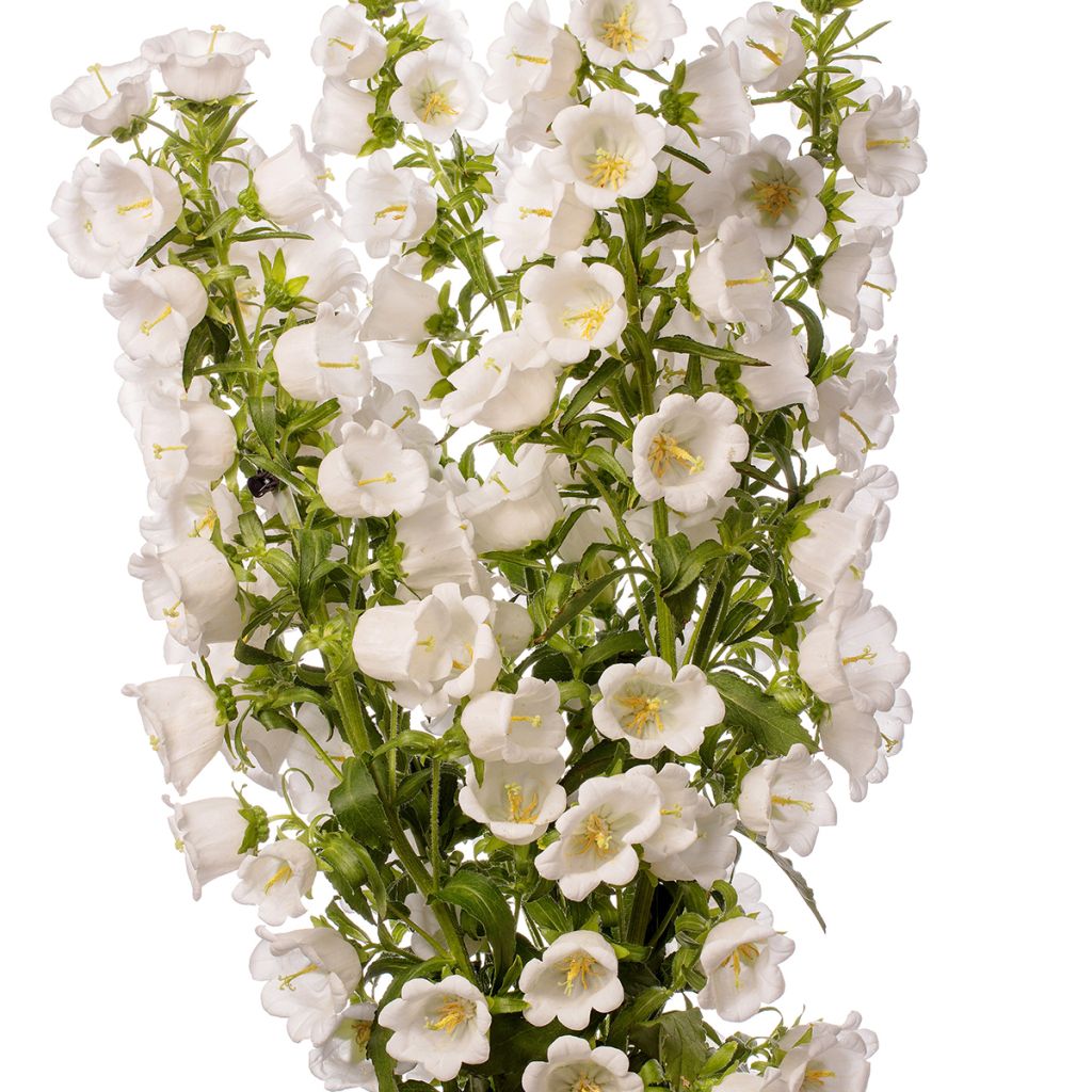 Campanula medium Big Ben White (zaad) - Mariëtteklokje wit