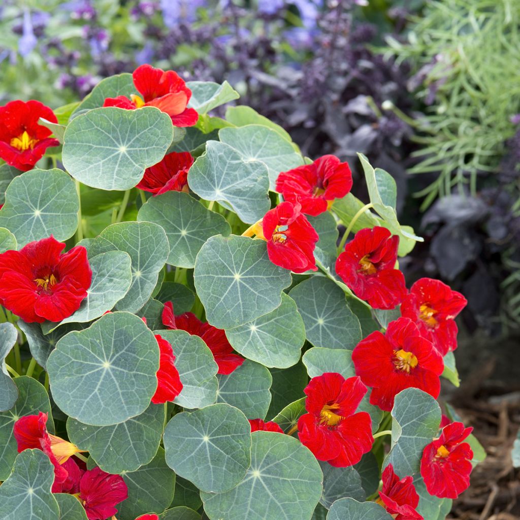 Oost-Indische kers Baby Rood (zaad) - Tropaeolum minus
