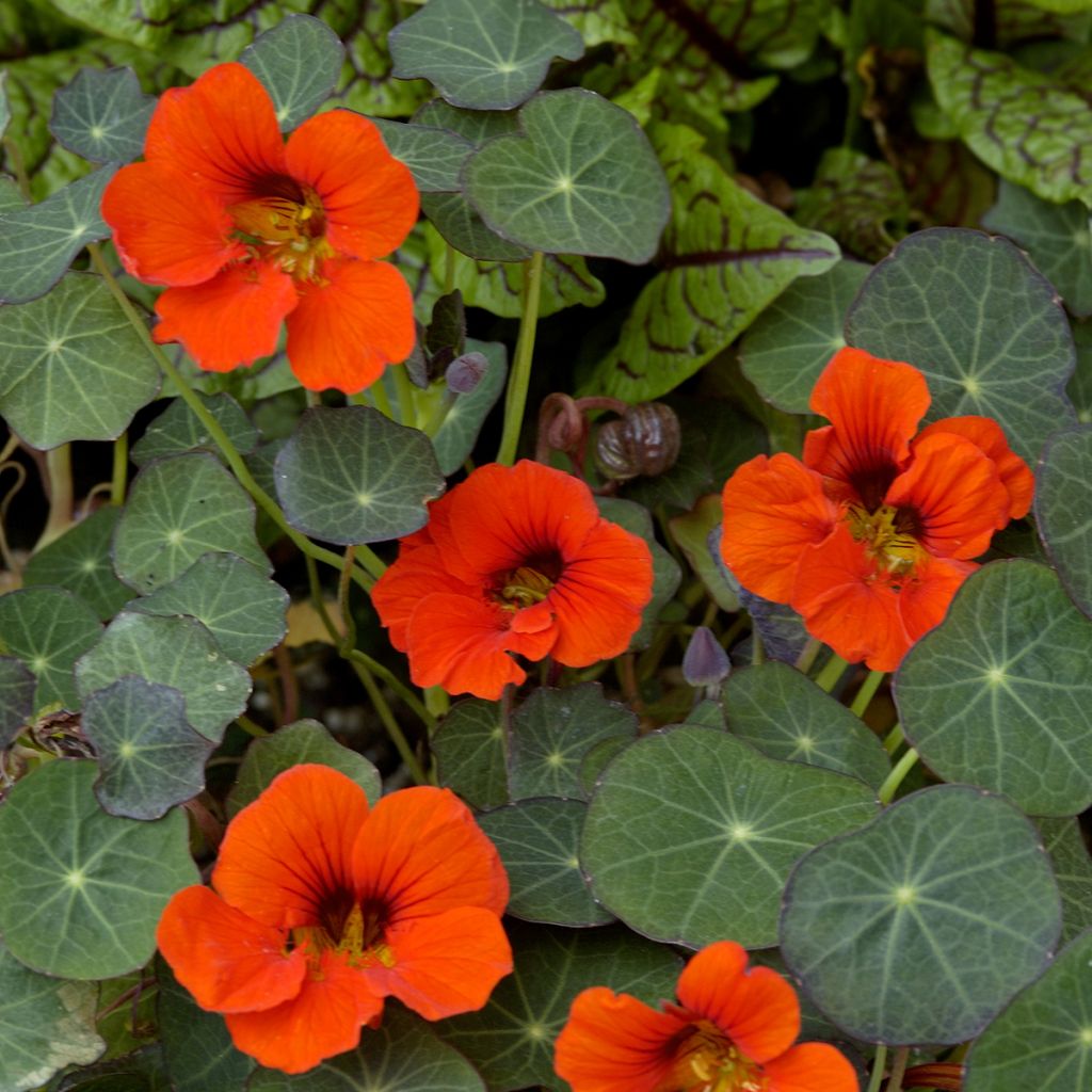 Oost-Indische kers Empress of India (zaad) biologisch - Tropaeolum majus