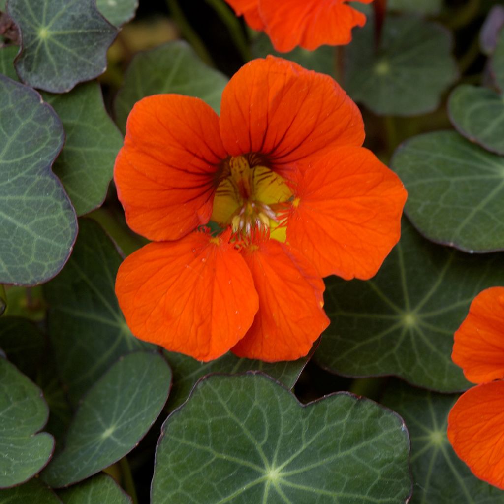 Oost-Indische kers Empress of India (zaad) biologisch - Tropaeolum majus