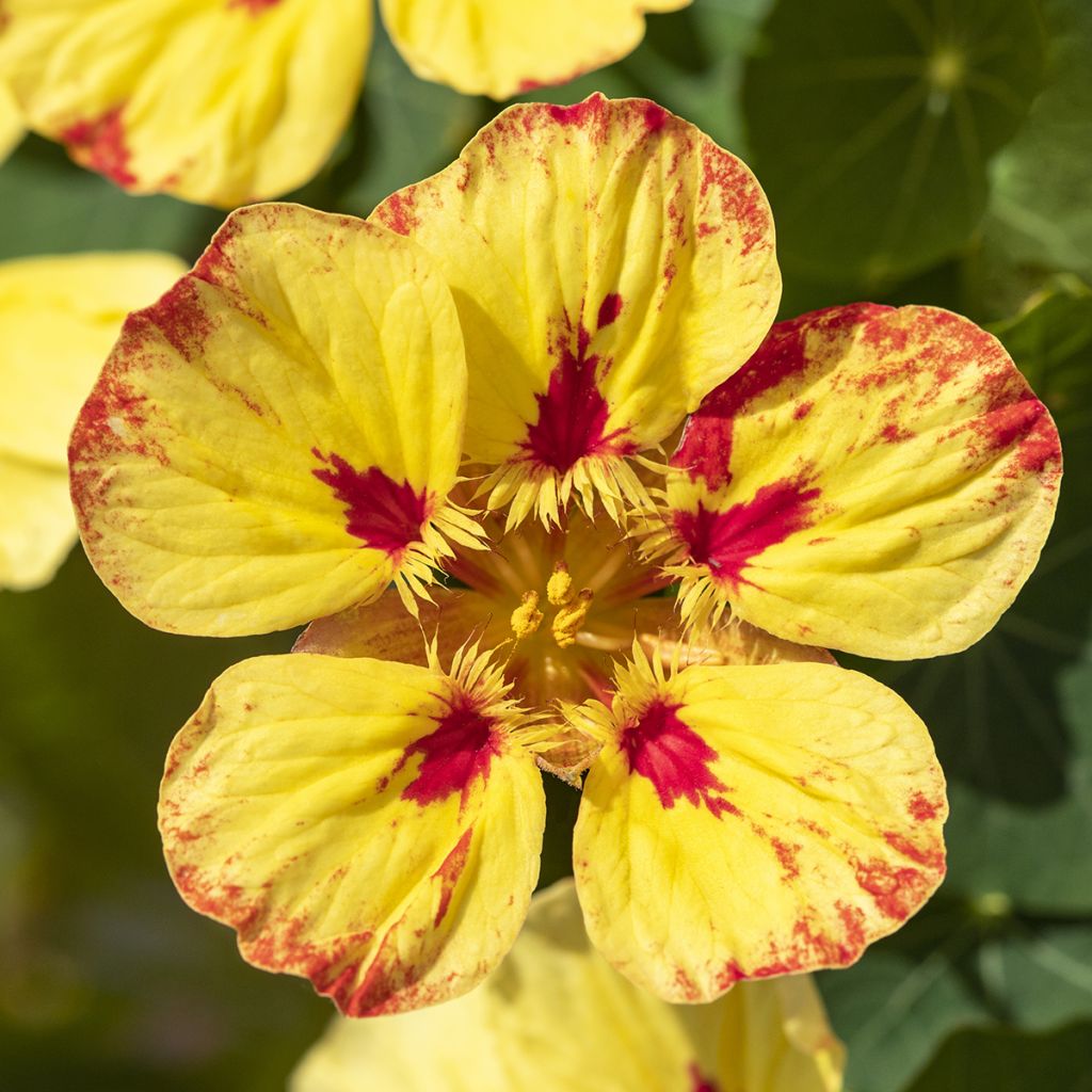 Oost-Indische kers Ice Cream Sundae (zaad) - Tropaeolum majus