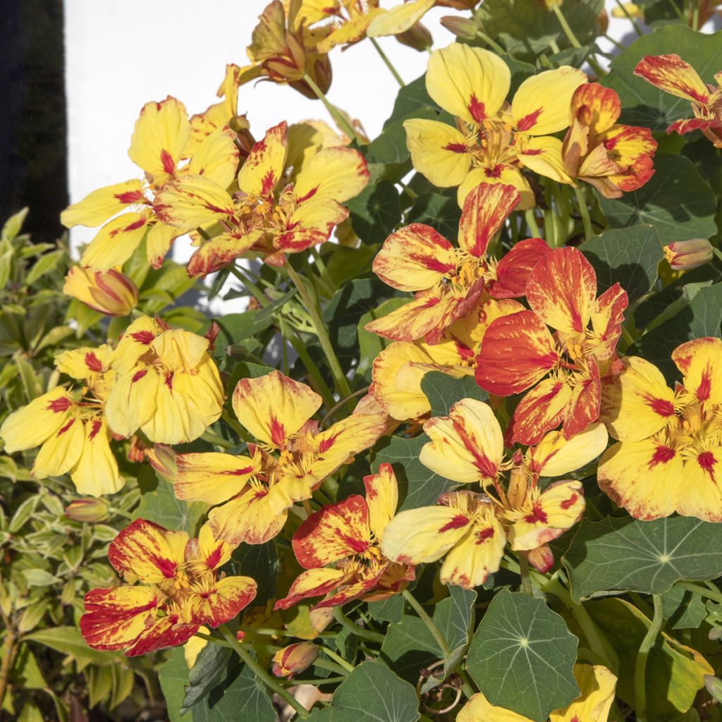 Oost-Indische kers Ice Cream Sundae (zaad) - Tropaeolum majus