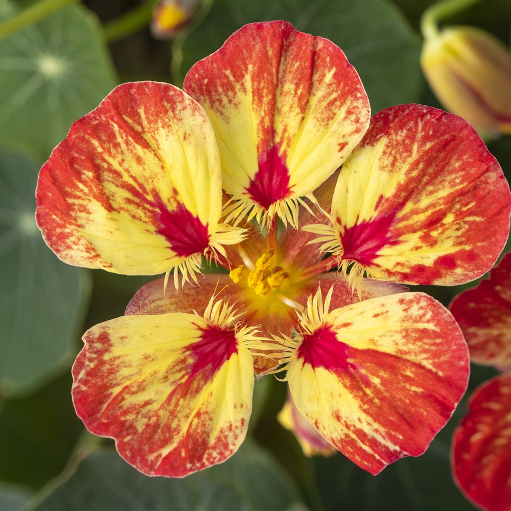 Oost-Indische kers Ice Cream Sundae (zaad) - Tropaeolum majus