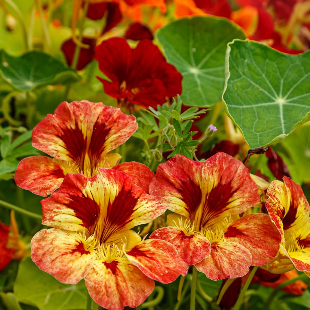 Oost-Indische kers Ice Cream Sundae (zaad) - Tropaeolum majus