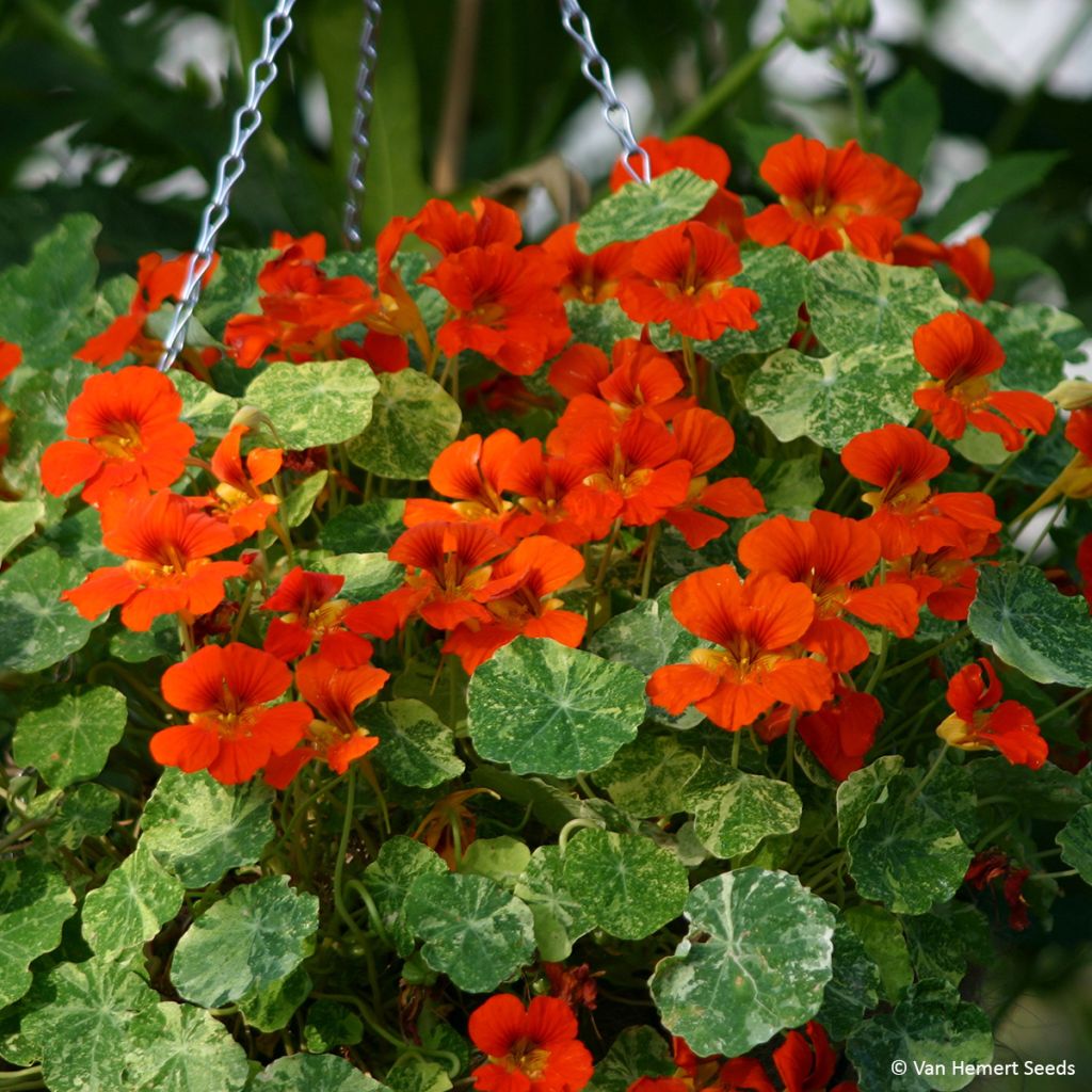 Oost-Indische kers Oranje Troika (zaad) - Tropaeolum