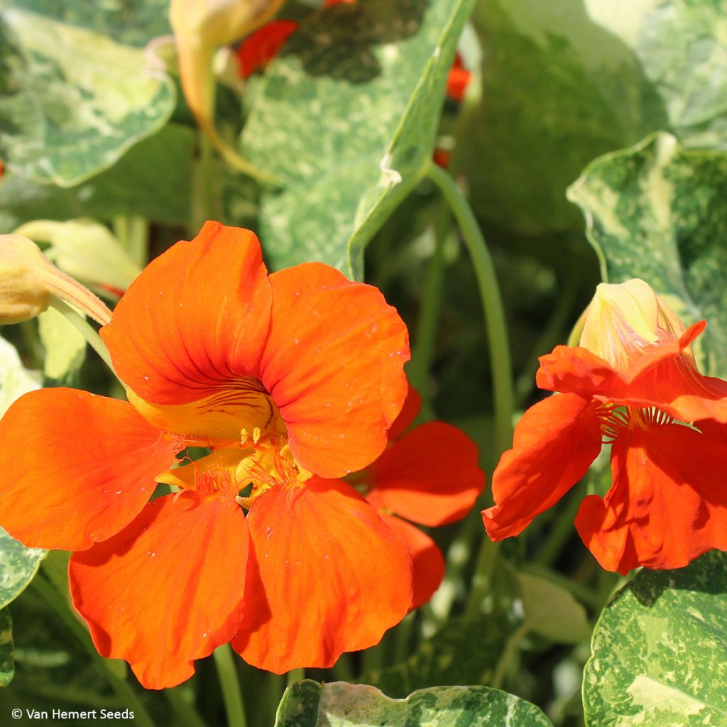 Oost-Indische kers Oranje Troika (zaad) - Tropaeolum