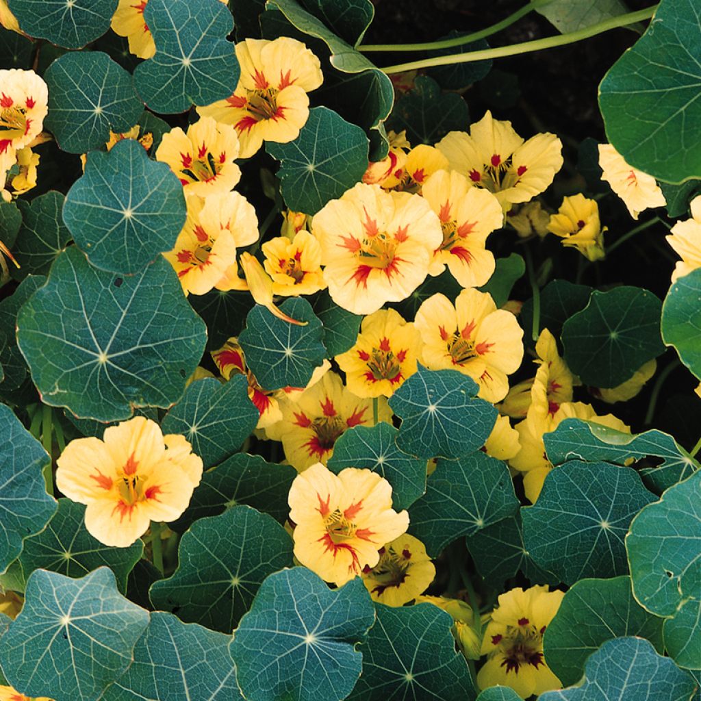 Oost-Indische kers nanum Peach Melba Superior (zaad) biologisch - Tropaeolum majus