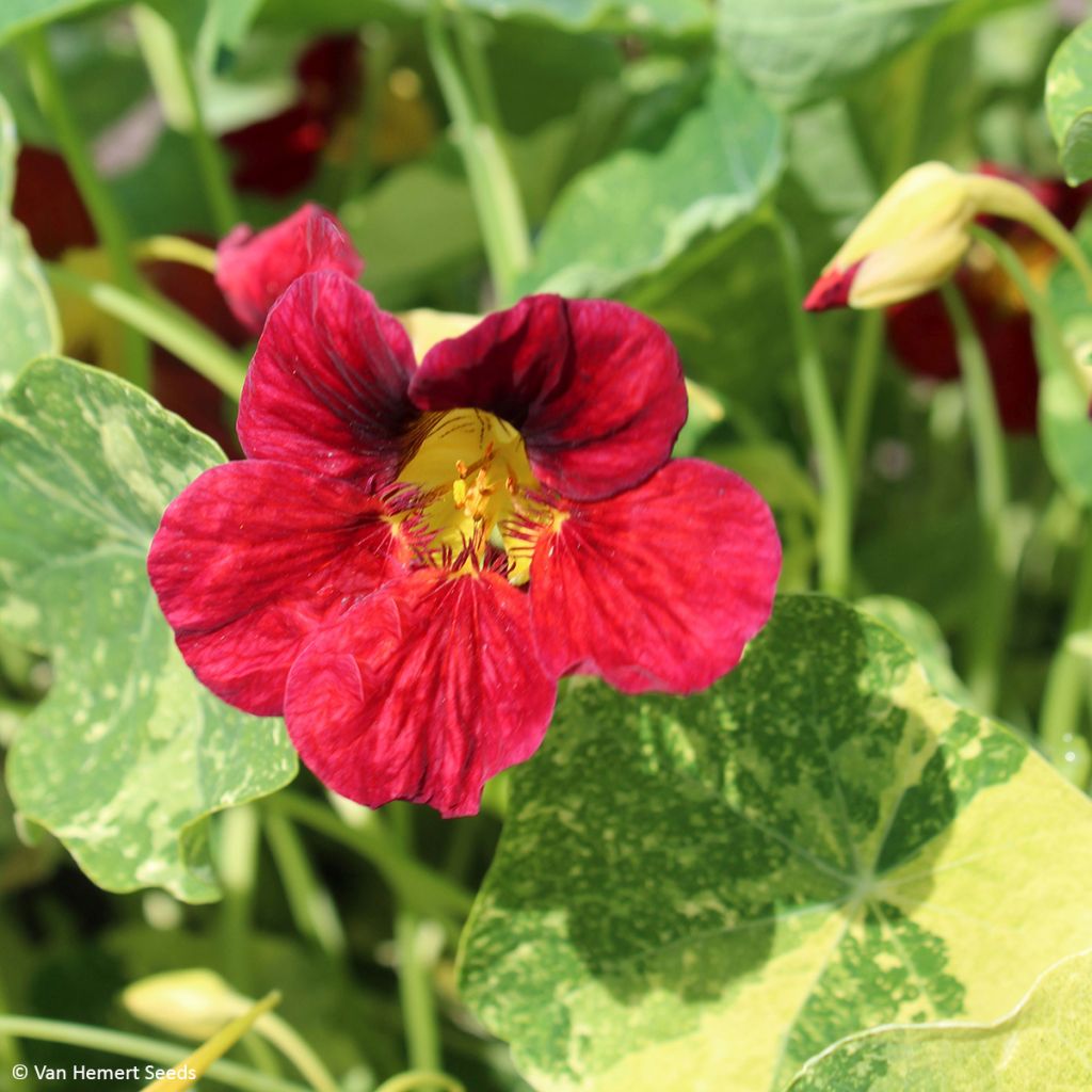 Oost-Indische kers Red Troika (zaad) - Tropaeolum