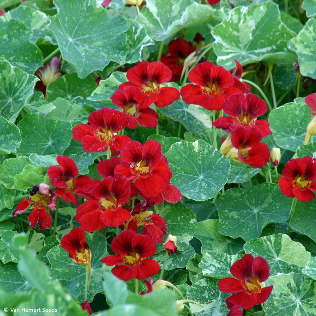 Oost-Indische kers Red Troika (zaad) - Tropaeolum
