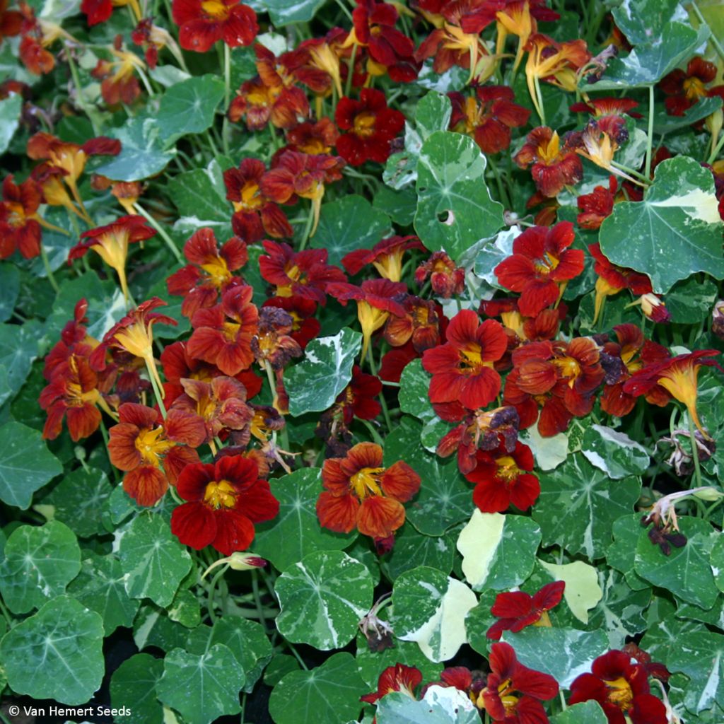 Oost-Indische kers Velvet Troika (zaad) - Tropaeolum