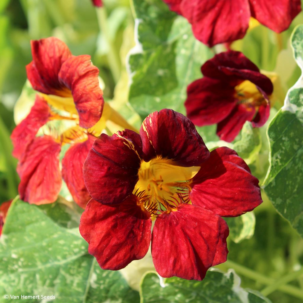 Oost-Indische kers Velvet Troika (zaad) - Tropaeolum