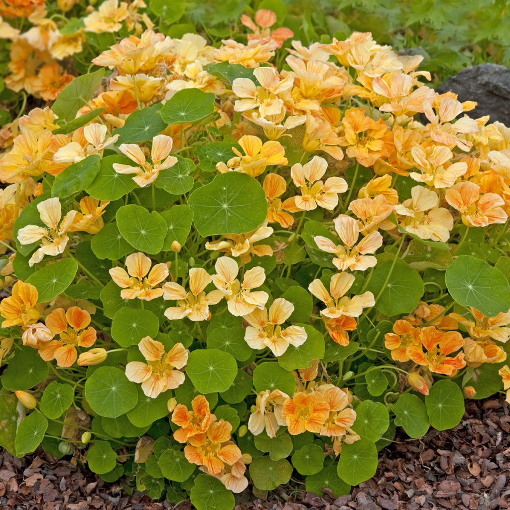 Oost-Indische kers Whirlybird Apricot (zaad) - Tropaeolum