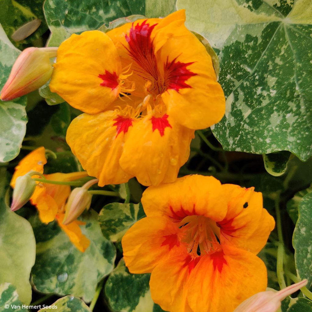 Oost-Indische kers Yellow Troika (zaad) - Tropaeolum
