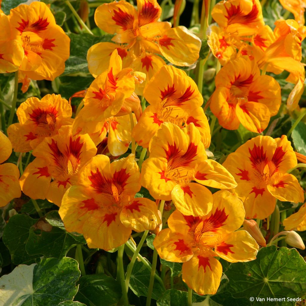 Oost-Indische kers Yellow Troika (zaad) - Tropaeolum