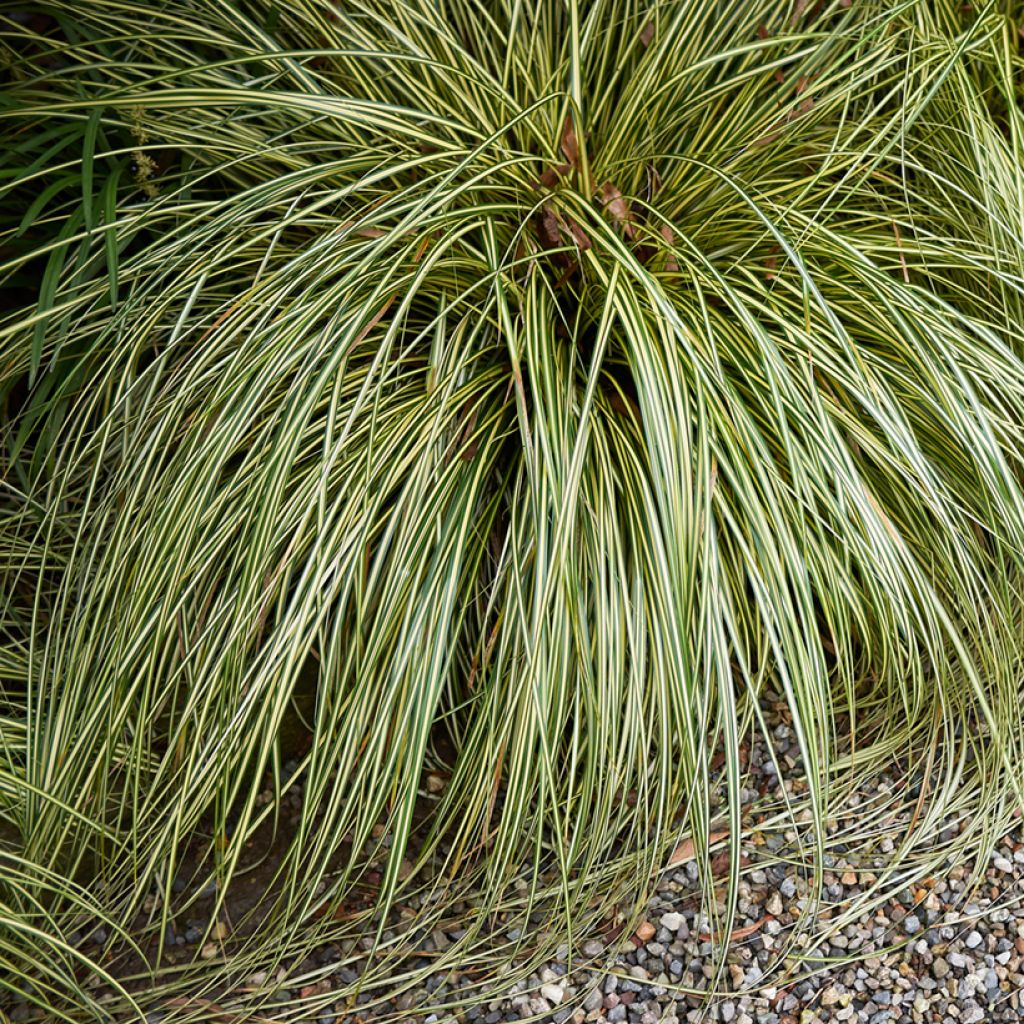Carex comans Amazon Mist (zaad) - Zegge