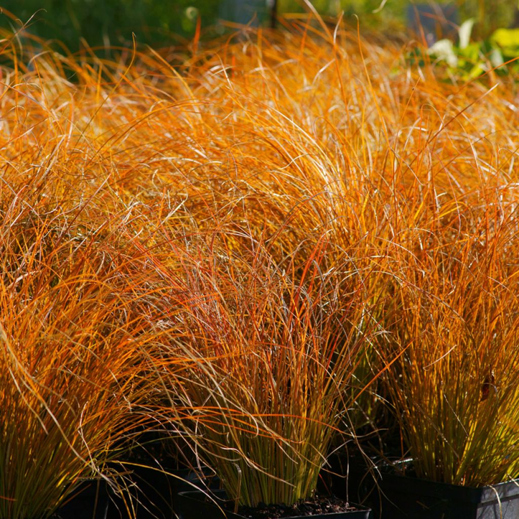 Carex testacea Prairie Fire (zaad) - Oranjezegge