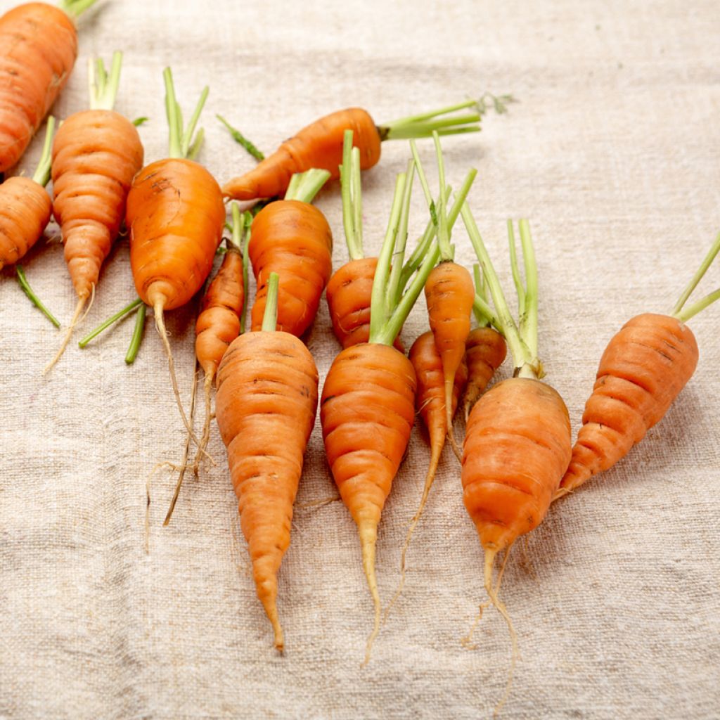 Wortel Katrin (zaad)