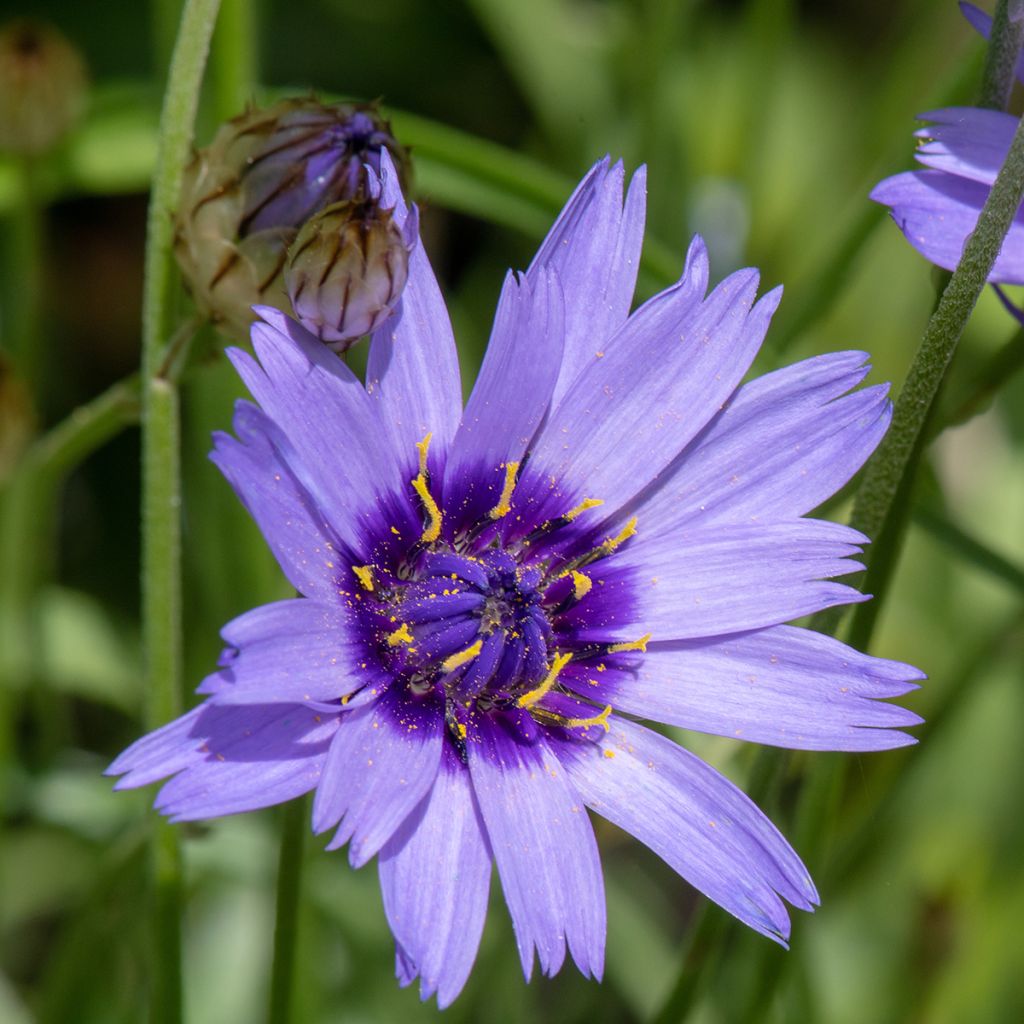 Catananche caerulea Amor Blue (zaad) - Blauwe strobloem