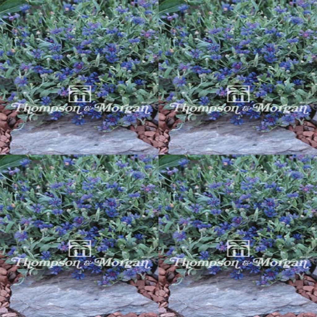 Graines de Centaurea cyanoides Trailing Blue Carpet - Centaurée naine annuelle