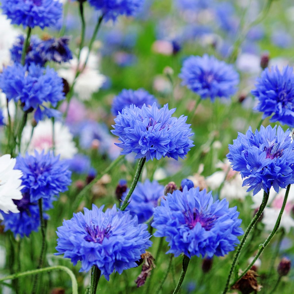 Korenbloem Blue Boy biologisch (zaad) - Centaurea cyanus