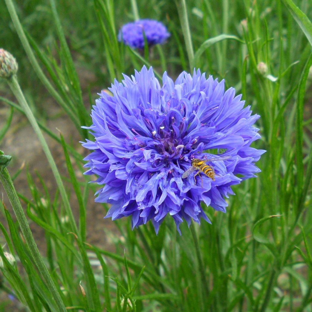 Korenbloem Blue Boy (zaad) - Centaurea cyanus