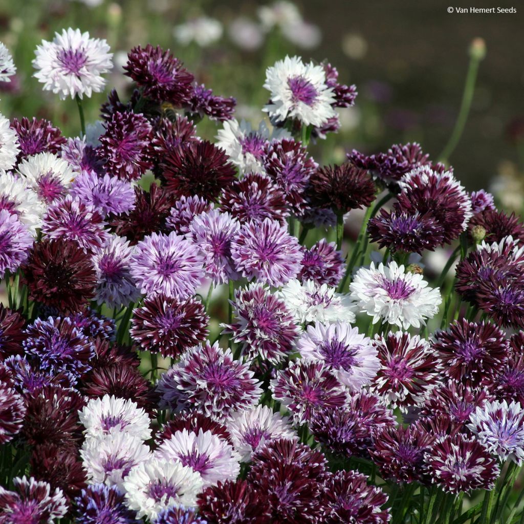 Korenbloem Classic Magic (zaad) - Centaurea cyanus