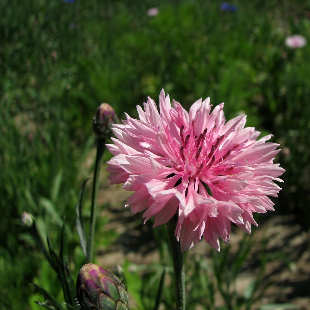Korenbloem Pinkie (zaad) - Centaurea cyanus