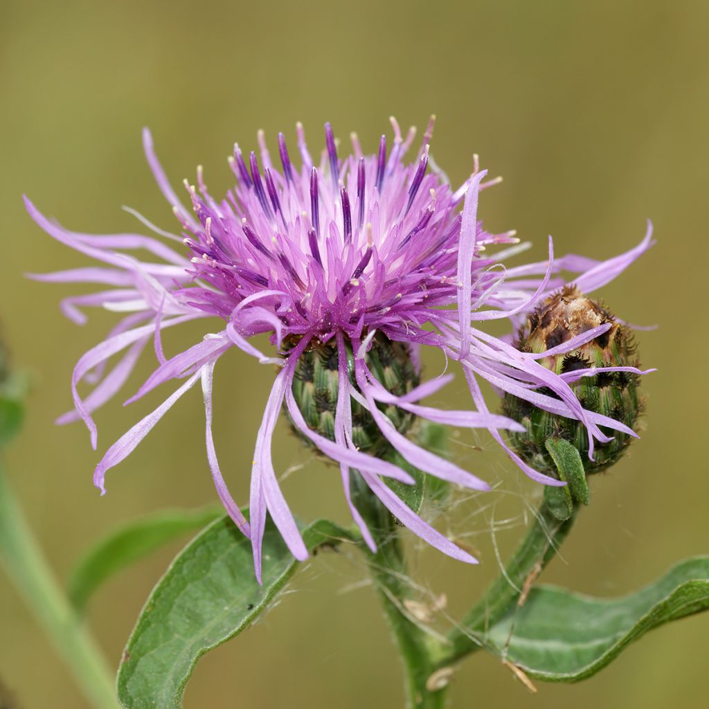 Centaurea jacea (zaad) - Knoopkruid