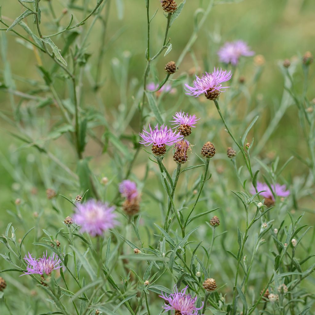 Centaurea jacea (zaad) - Knoopkruid