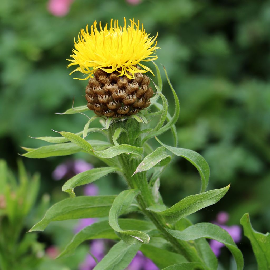 Centaurea macrocephala (zaad) - Gele korenbloem