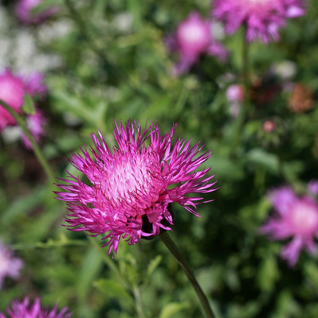 Centaurea moschata Splendens (zaad) - Keizerskorenbloem