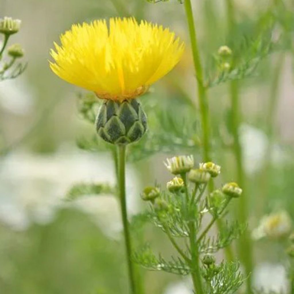 Centaurea moschata Suaveolens Gele (zaad) - Gele korenbloem