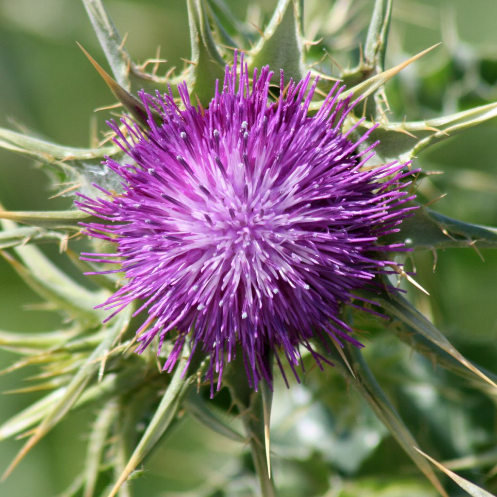 Silybum marianum (zaad) - Mariadistel