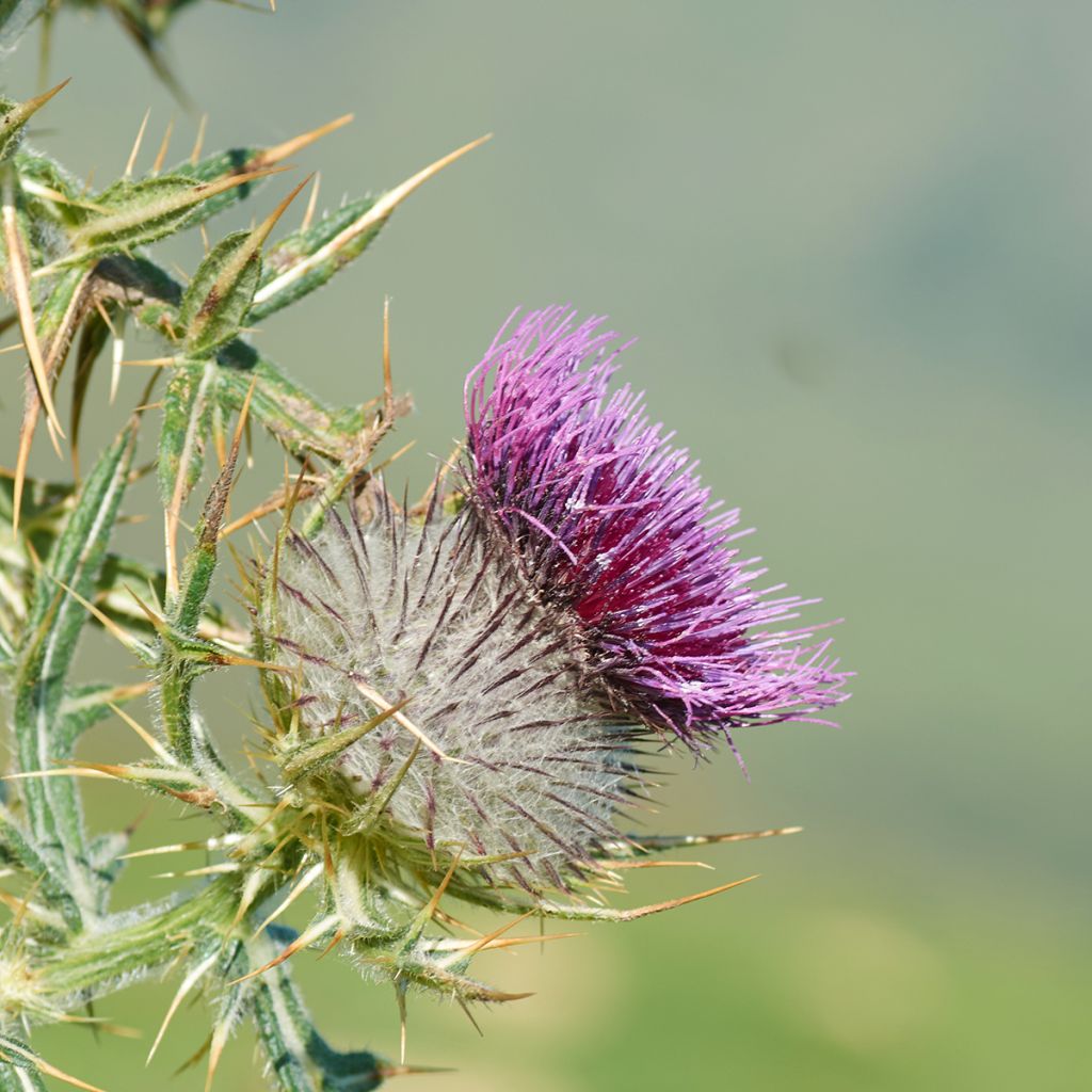 Silybum marianum (zaad) - Mariadistel