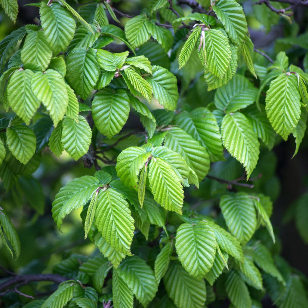 Carpinus betulus (zaad) - Haagbeuk