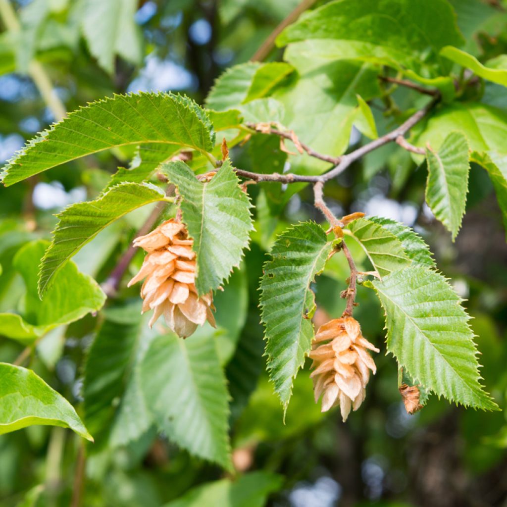 Carpinus betulus (zaad) - Haagbeuk