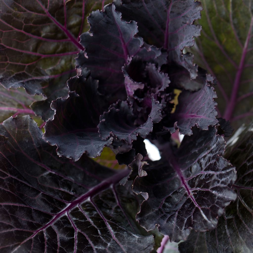 Brassica oleracea Black Leaf (zaad) - Kool