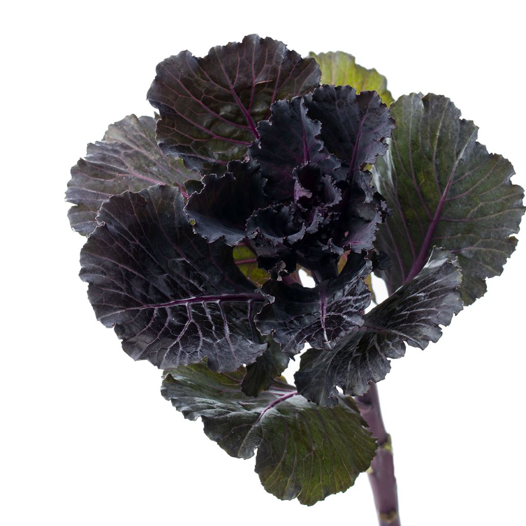 Brassica oleracea Black Leaf (zaad) - Kool