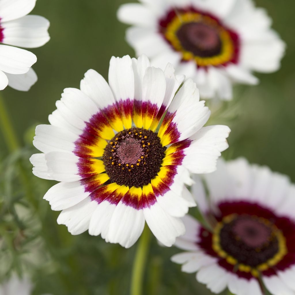Bonte ganzenbloem Cockade (zaad) - Chrysanthemum carinatum